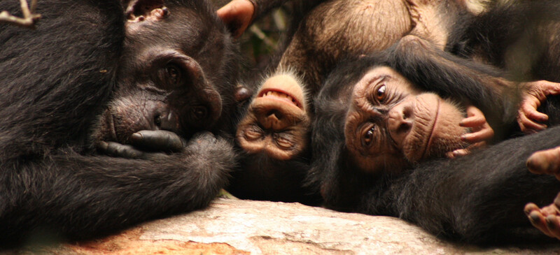 Western Chimpanzees (Photo by Sonja Metzger)