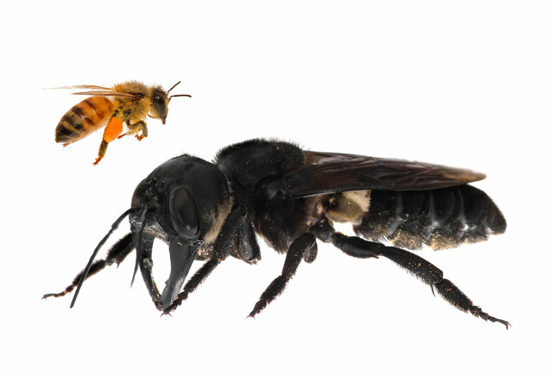 One of the first images of a living Wallace’s giant bee. Megachile pluto is the world’s largest bee, which is approximately four times larger than a European honeybee.© Clay Bolt : claybolt.com