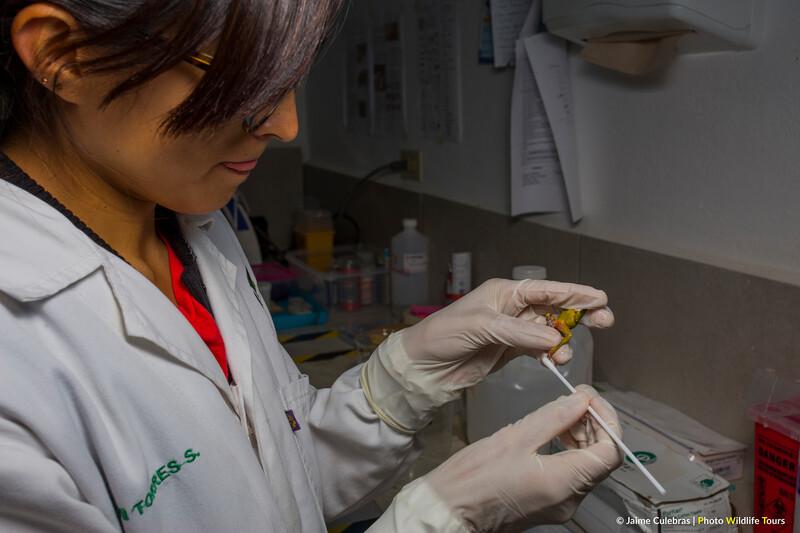 A researchers swabs an Atelopus bomolochos at Centro Amaru in Ecuador. (Photo by Jaime Culebras/Photo Wildlife Tours)