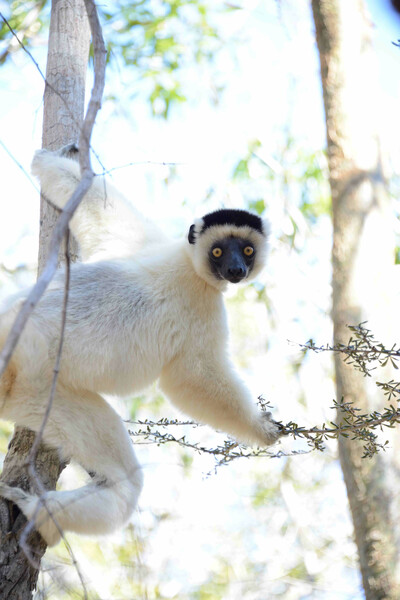 Verreaux’s sifaka by parking lot, Camp Amoreux