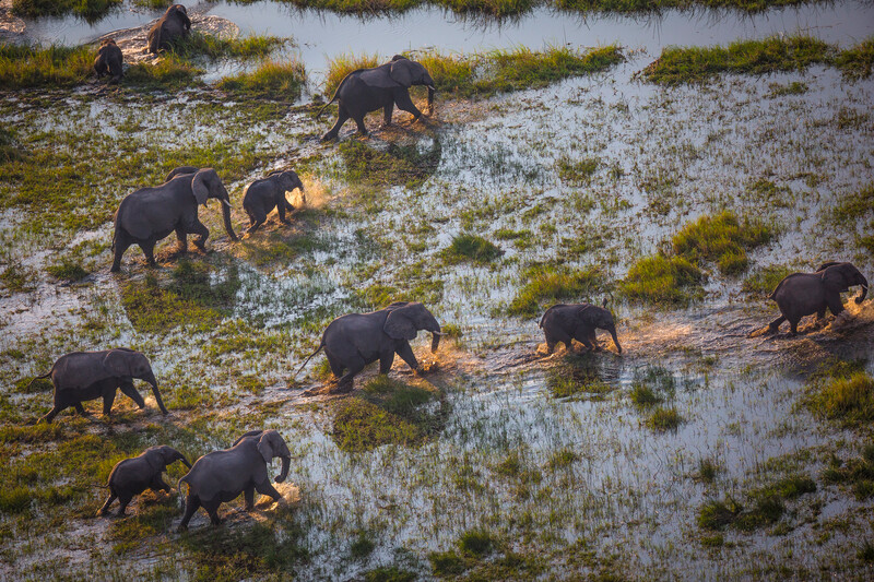 Elephants in Okavango Delta (Photo: © Cory Richards/National Geographic)