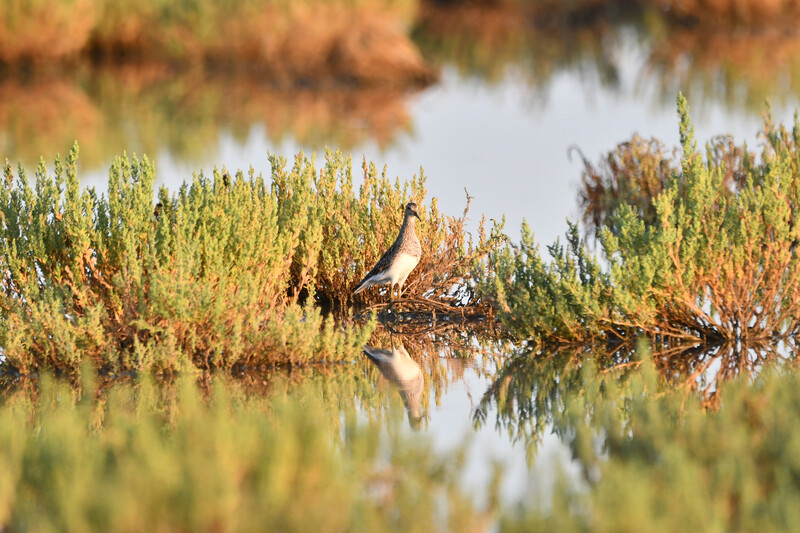 Ansenuza National Park in Mar Chiquita, Argentina. (Photo courtesy of Natura International)