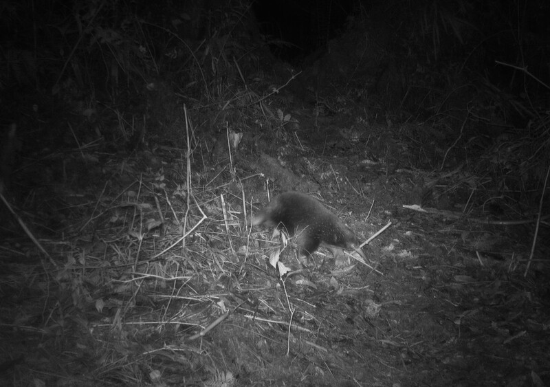 Camera trap photo of Attenborough’s long-beaked echidna (Photo by Expedition Cyclops 2023)