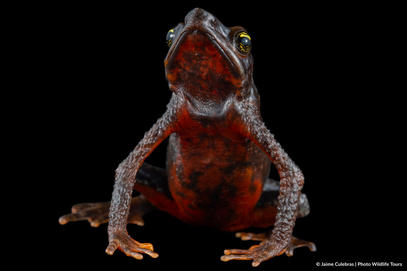 Atelopus nahumae in Colombia (Photo by Jaime Culebras/Photo Wildlife Tours)