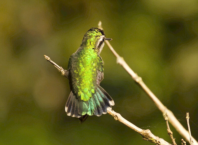 Photo taken during an expedition searching for Urich's tyrannulet in Venezuela in May 2021. (Photo by David Ascanio)