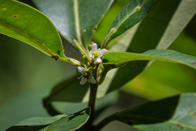 Pernambuco Holly (Ilex Sapiiformis). (Photo by Fred Jordão)