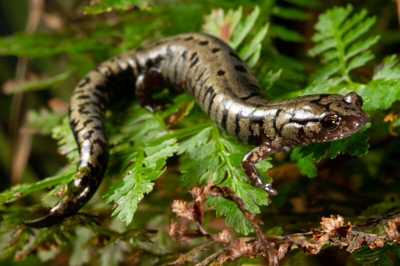 Weller's Salamander (Plethodon welleri), United States, Vulnerable (Photo by Todd W. Pierson)