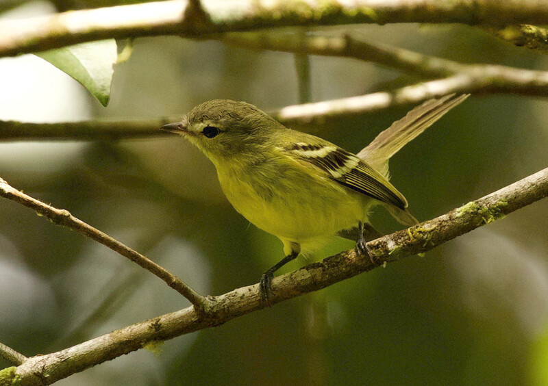 An Urich's tyrannulet. The photo was taken by an expedition team in Venezuela searching for the species, which has not had a recorded sighting since 2005. The expedition teams' photos are the first-ever clear photos of the species. (Photo by David Ascanio)