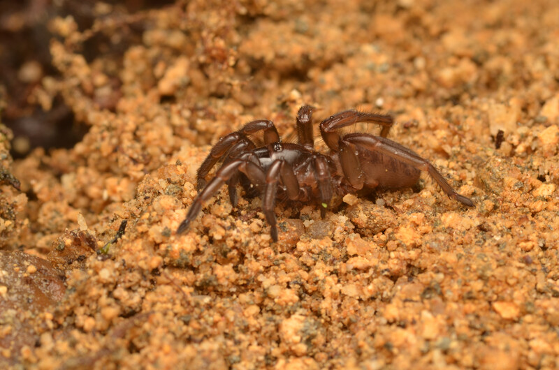 Fagilde's trapdoor spider in Fagilde, Portugal. The species was one of the world's most wanted lost species by the Search for Lost Species, but was rediscovered in 2023 after 92 years. (Photo by Sergio Henriques)