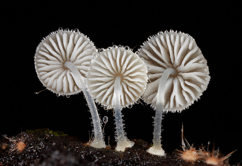 Mycena brunneisetosa (Photo by Stephen Axford)