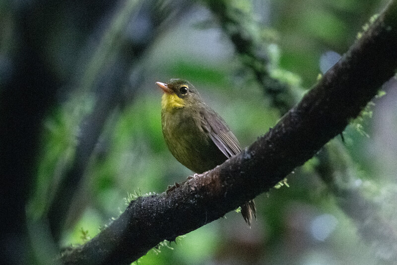 PHOTO: A dusky Tetraka, the second species to be rediscovered by the Search for Lost Birds. (Photo by John C. Mittermeier)    The dusky tetraka, a small olive and yellow-throated bird that hops around on the ground and has eluded ornithologists for 24 years, was rediscovered by an expedition team searching the tropical forests of northeastern Madagascar. The expedition team, led by The Peregrine Fund’s Madagascar Program, found the species in two different remote sites; one on the Masoala peninsula and another near Andapa in late December 2022 and early January. The last documented sighting of the dusky tetraka was in 1999, making it one of the top 10 most wanted lost birds by the Search for Lost Birds, a collaboration between Re:wild, American Bird Conservancy and BirdLife International.
