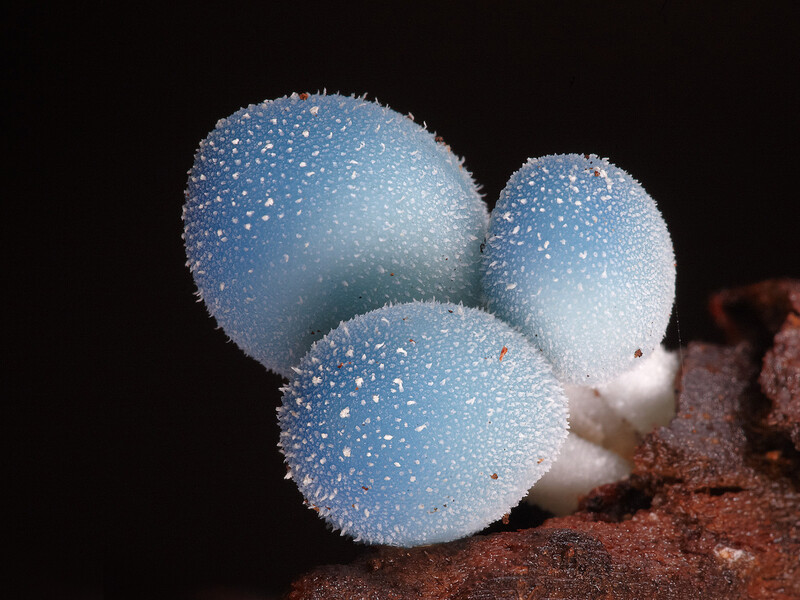 A species from the genus Leratiomyces in Australia (Photo copyright Stephen Axford and Catherine Marciniak, www.planetfungi.movie)
