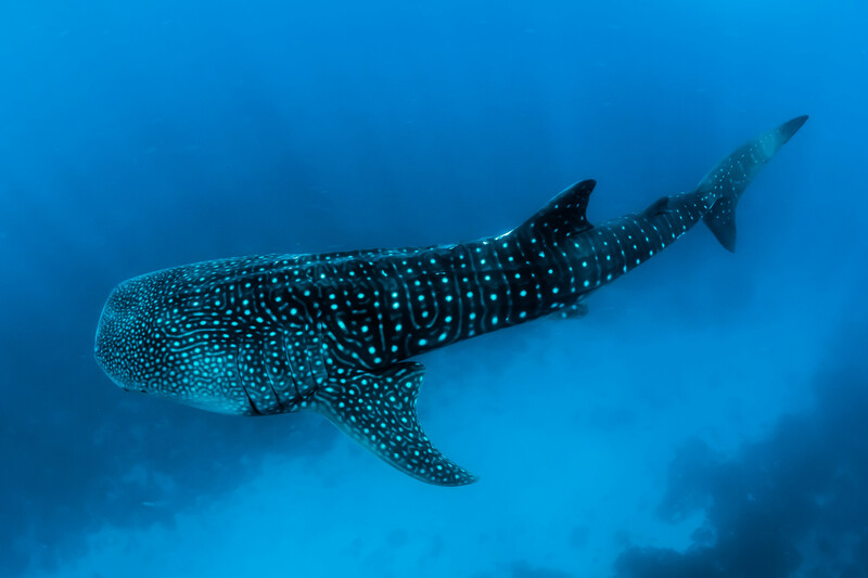 Photo from unsplash.  https://unsplash.com/photos/underwater-photography-of-black-fish-Abj_zUko6Mg  Sebastian Pena Lambarri