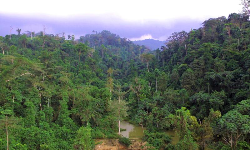 Atewa Forest (Courtesy of A Rocha)