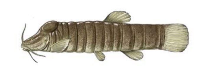 Fat Catfish (courtesy of Shoal)