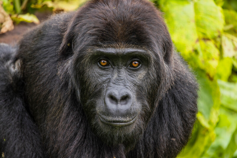 Eastern Lowland Gorillas at the Gorilla Rehabilitation and Conservation Education Center (photo by Bobby Neptune)