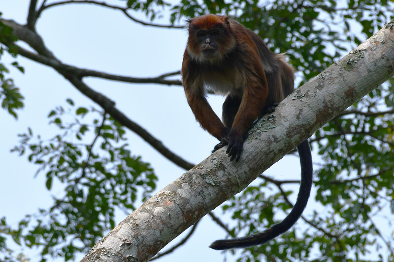 Semliki Red Colobus - Jonas Livet