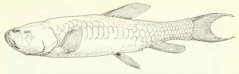 The Haditha cavefish was last seen in 1983 and is the only member of its genus. The species was originally discovered in a sinkhole near the Sheik Hadid Shrine in Iraq. (Illustration courtesy of Shoal)