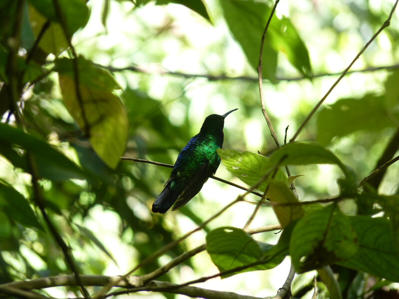 PHOTO: A male Santa Marta sabrewing. The species was rediscovered in Colombia's Sierra Nevada de Santa Marta. The hummingbird had not had a documented sighting in 13 years and was included on the Search for Lost Birds list of the top 10 most wanted lost birds. It was only the third time the hummingbird has been documented since it was described by science in 1946. (Photo by Yurgen Vega/SELVA/ProCAT)