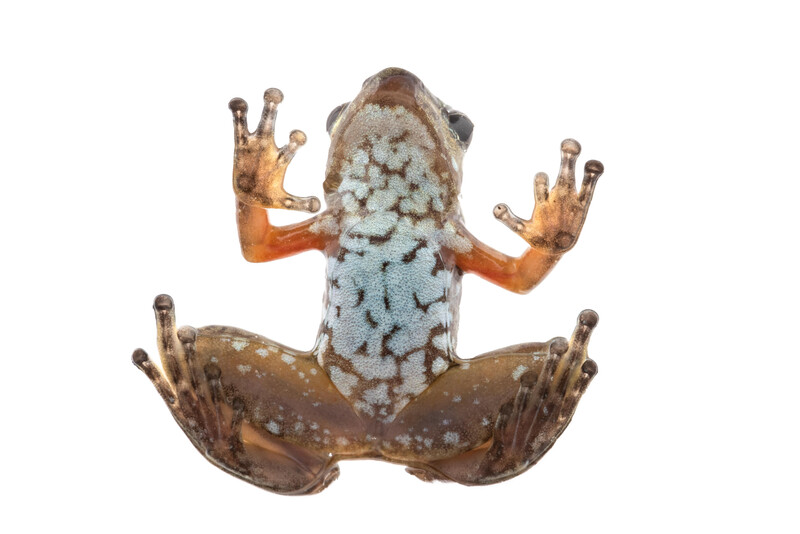 Intag Valley's newly discovered rocket frog (Photo by Centro Jambatu)