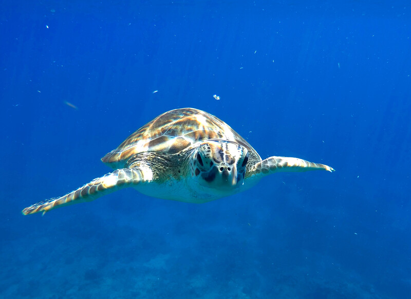 Green Sea Turtle swimming in the waters around Redonda Island.
