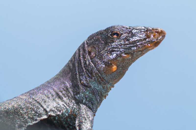 Redonda Ground Dragon on Redonda Island of Antigua and Barbuda.   © Ed Marshall / Fauna & Flora 