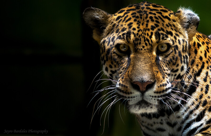 Jaguar (Photo by: Jayro Bardales). from Susan Weller (Panthera)