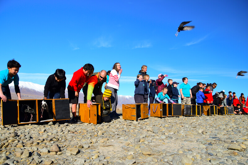 New Zealand’s Department of Conservation (DOC) released 104 juvenile kakī, or black stilts, into the wild in the South Island’s Mackenzie Basin Aug. 5 to 8, 2020 as part of its ongoing Kakī Recovery Programme. The kakī is the world’s rarest wading bird. The birds were freed into the Godley Valley in three separate releases attended by classes from Twizel Area, Arowhenua and Tekapo schools. Photo courtesy of Department of Conservation
