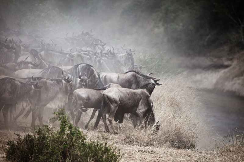 Wildebeest migration in the Maasai Mara. The recovery of Wildebeest numbers has helped turn the Serengeti ecosystem from a carbon source into a carbon sink (Photo by Robin Moore/Re:wild)
