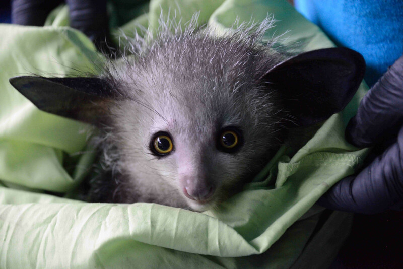 Baby male aye-aye from Kianjavato