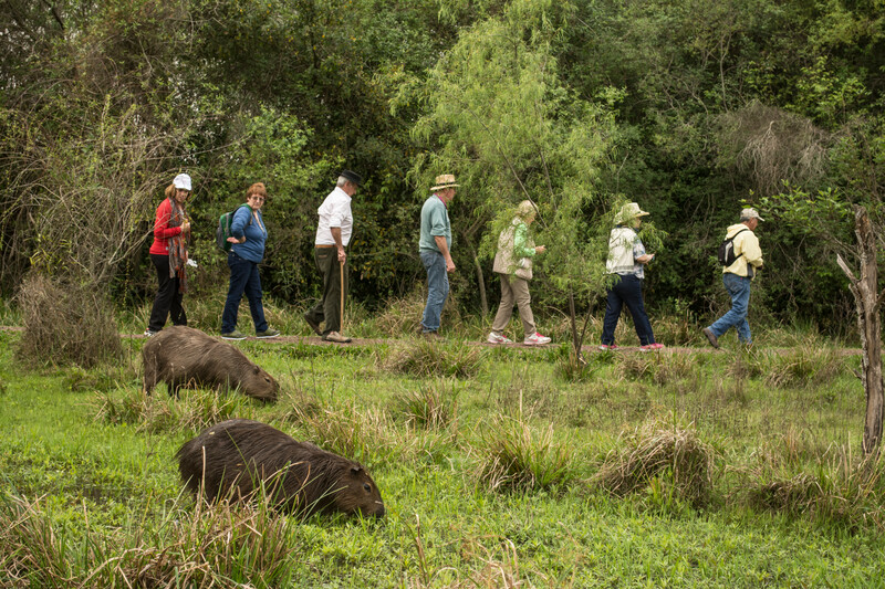 Capybaras graze near a group of tourists visiting Iberá. Photo credit: Rafael Abuin