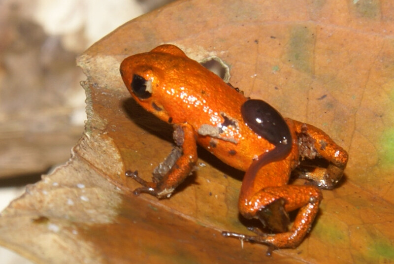 Gemini's Dart Frog (Photo by Abel Batista)