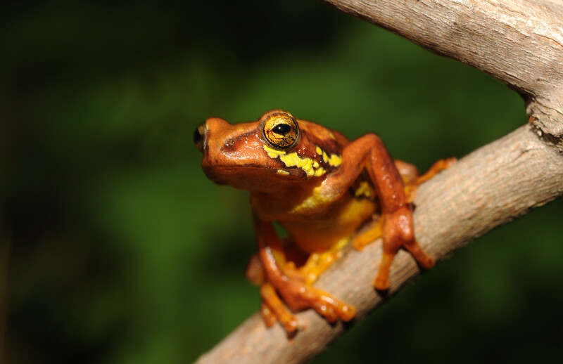 Spotted Reed Frog (Hyperolius substriatus), Kenya, Malawi and Tanzania, Least Concern (Photo by Tim Davenport, Re:wild)