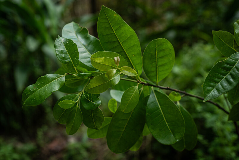 Pernambuco Holly (Ilex Sapiiformis). (Photo by Fred Jordão)