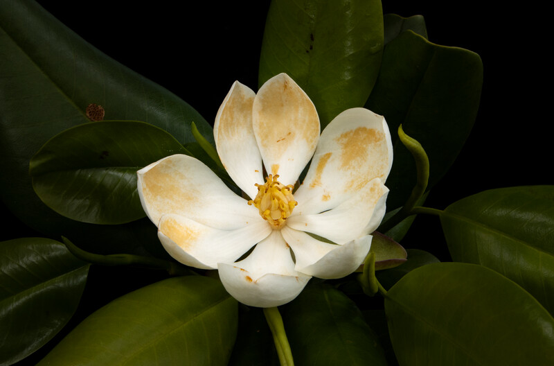 Old Magnolia emarginata flowering bloom Photo by Eladio Fernandez
