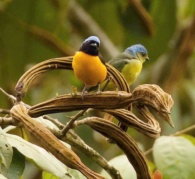 Photo taken during an expedition searching for Urich's tyrannulet in Venezuela in May 2021. (Photo by David Ascanio)