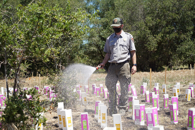 National Parks Service staff member watering native plants for restoration project at Santa Monica Mountains National Recreation Area.   Photo by Emil Walker