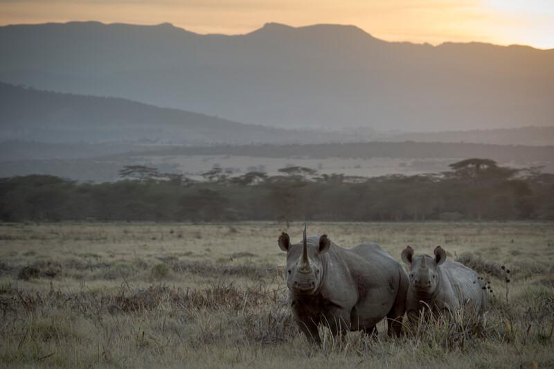 Two black rhinos at sunset in Solio Rhino Sanctuary