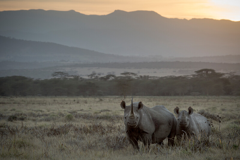 Two black rhinos at sunset in Solio Rhino Sanctuary