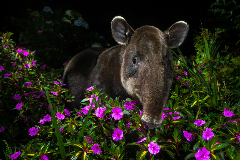 A Baird's Tapir (Danta) walking at night through her natural habitat, deep in the pristine cloud forest of Braulio Carrillo National Park in Costa Rica. (Photo: © Michiel van Noppen)