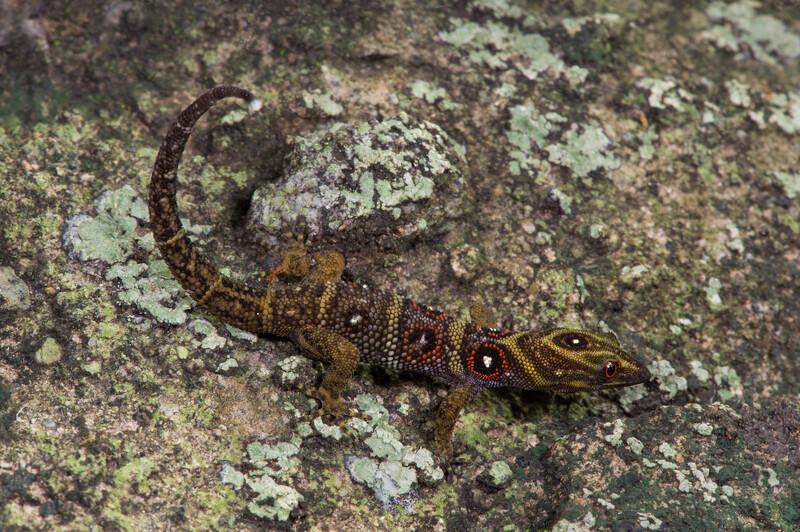 Union Island Gecko (Gonatodes daudini)