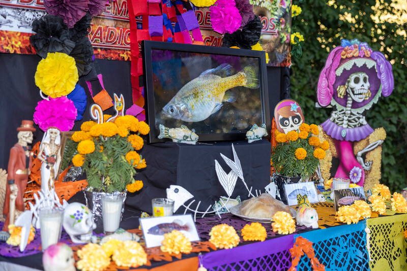 Day of the Dead celebrations at the golden skiffia release. (Photo by Manfred Meiners/Re:wild)