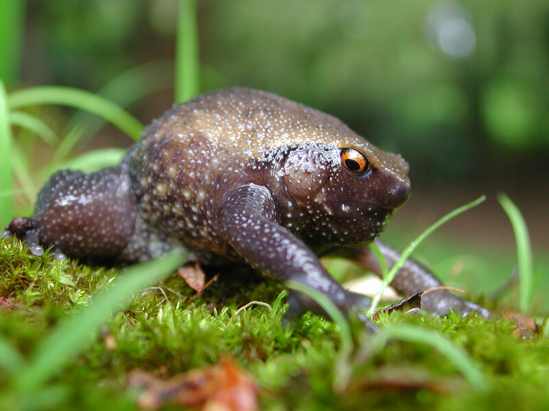 Rungwe Snouted Forest Frog (Probreviceps rungwensis), Tanzania, Endangered. (Photo by Tim Davenport, Re:wild)