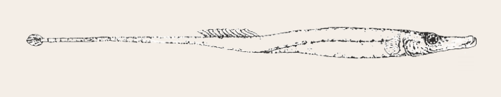 An illustration of a spinach pipefish. (Illustration courtesy of Shoal)