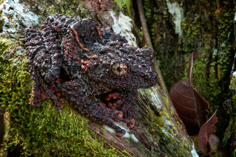 Malaya bug-eyed frog (Theloderma leporosum), Malaysia and Indonesia, Least Concern (Photo by Kin Onn Chan)
