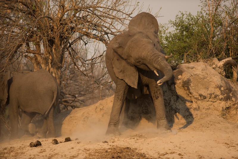 A mother elephant makes a fierce display to ward off the photographers at a termite mound near the banks of the Okavango river. Her truck is white from the minerals she was digging out of the termite mound. (Photo by Re:wild)