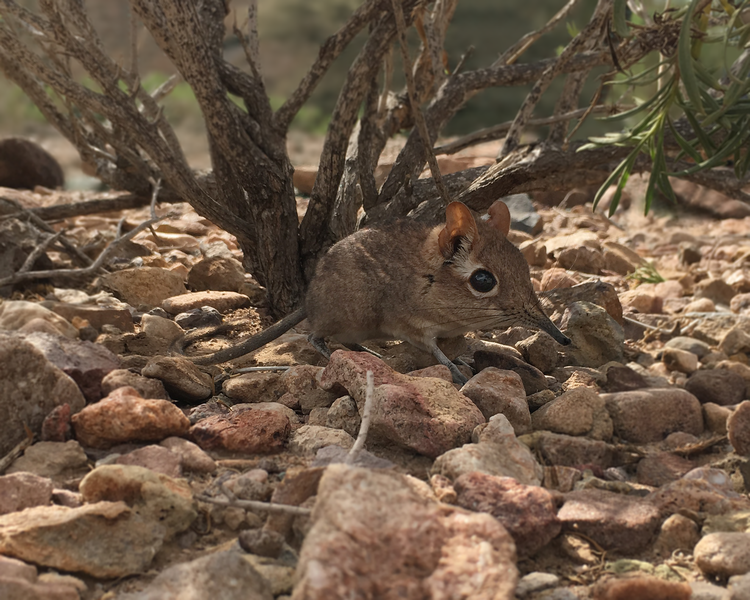 The first-ever photo of a live Somali Sengi for scientific documentation. (Photo by Steven Heritage, Duke University Lemur Center)