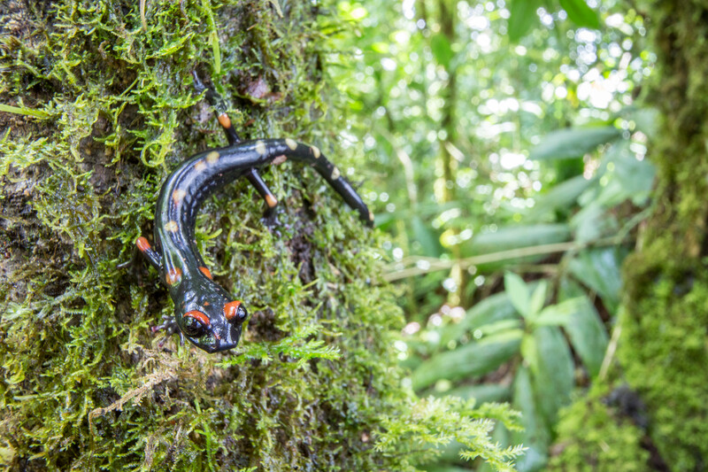 Long-limbed salamander (Nyctanolis pernix) in the Cuchumatanes of Guatemala. The species was rediscovered in 2009 after it was lost to science for 32 years, and was protected in a new amphibian reserve. It is currently listed as Vulnerable on the IUCN Red List of Threatened Species. © Robin Moore/Re:wild