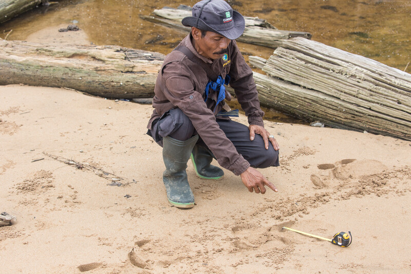Rhino footprints in Ujung Kulon National Park, Java (Photo by Robin Moore, Global Wildlife Conservation)