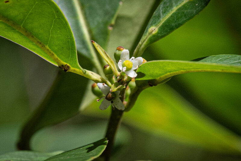 Pernambuco Holly (Ilex Sapiiformis). (Photo by Fred Jordão)